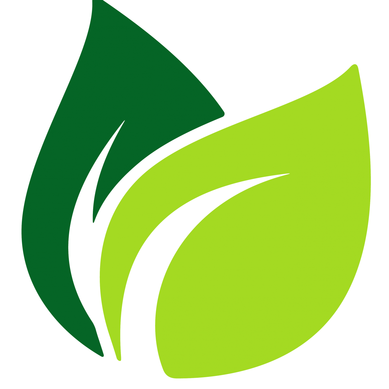 Tea Leaves Vector Green Transparent PNG Image