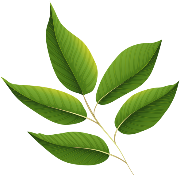 Tea Leaves Vector Green Transparent PNG Image