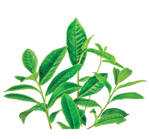 Tea Leaves Vector Green Transparent PNG Image