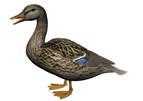 Duck 8 Transparent PNG Image