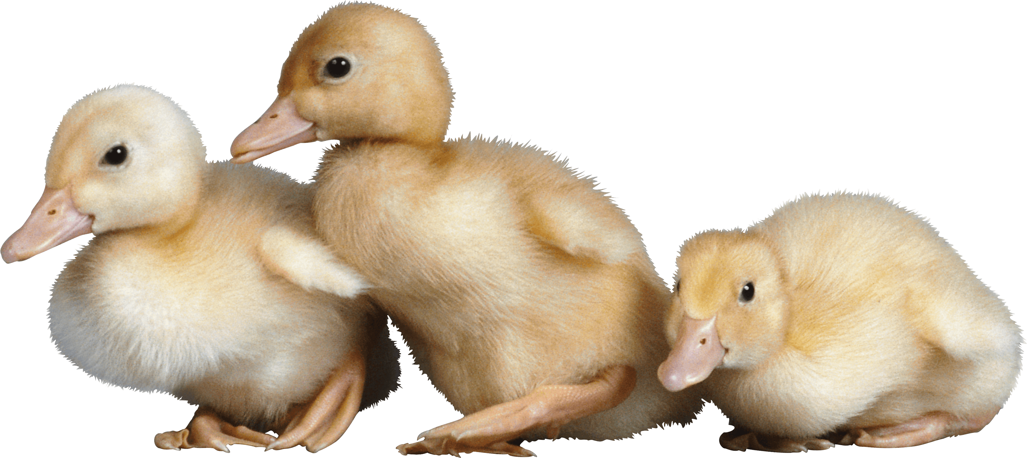 Duck Transparent PNG Image