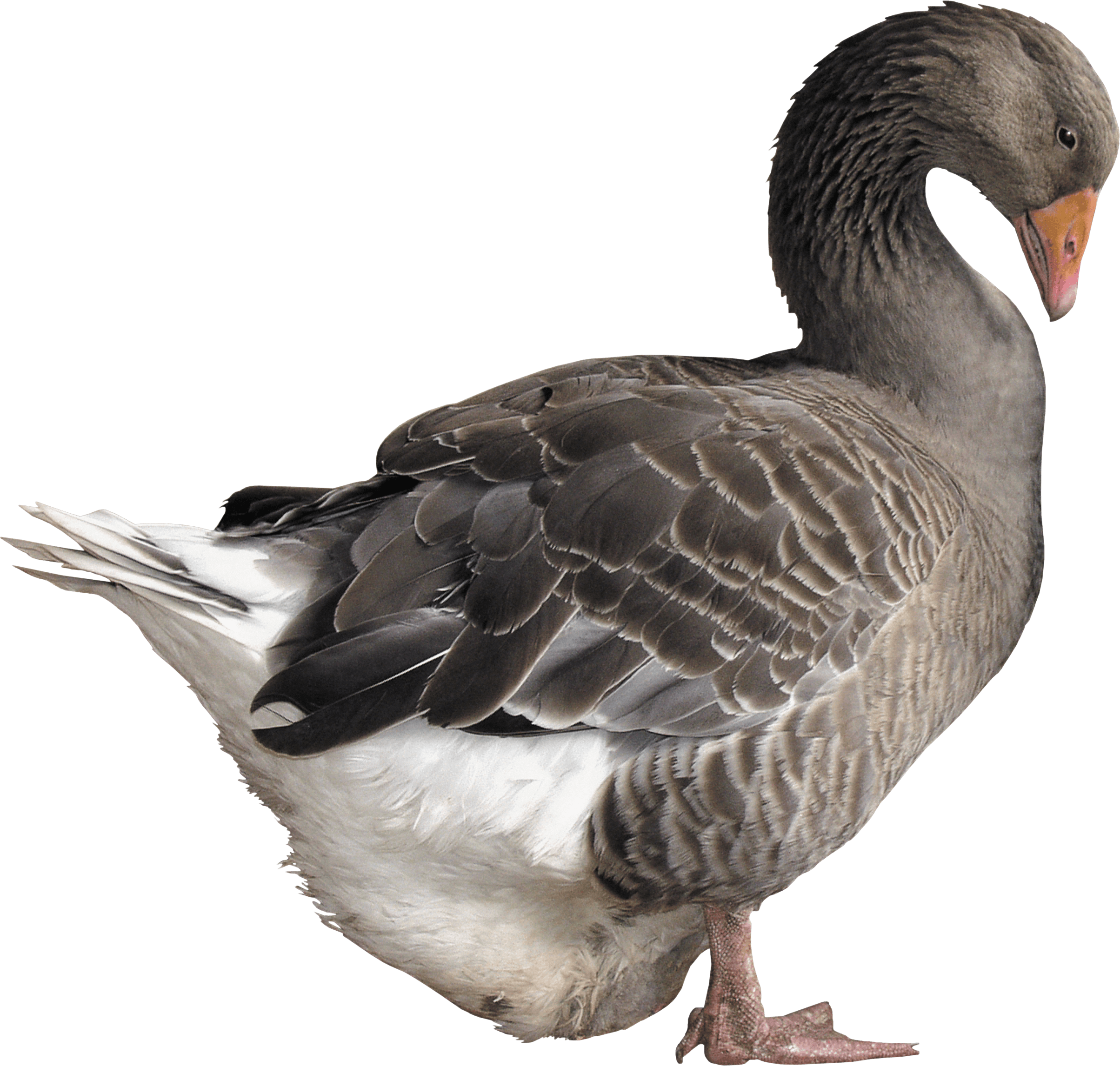 Goose Transparent PNG Image