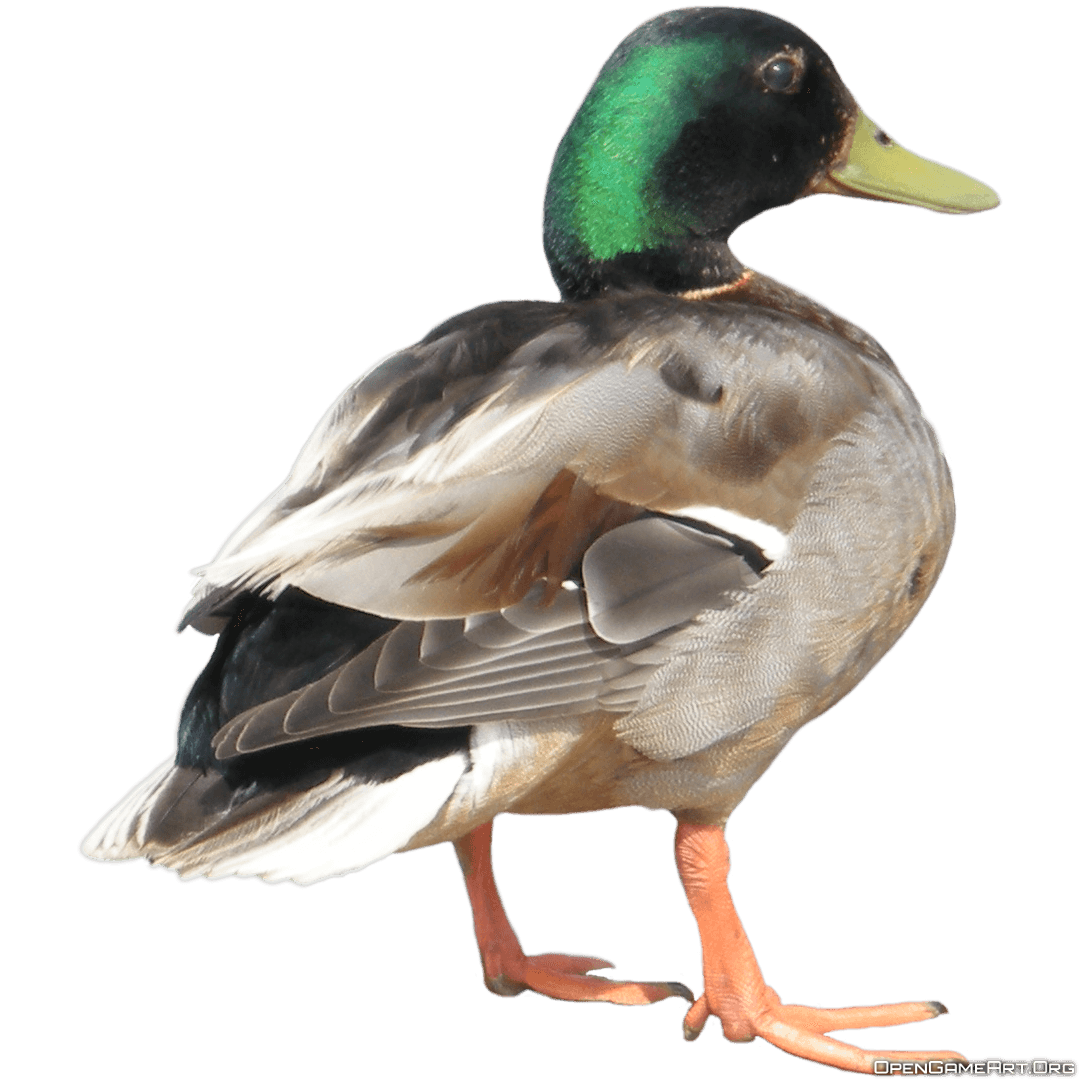 Duck Transparent PNG Image