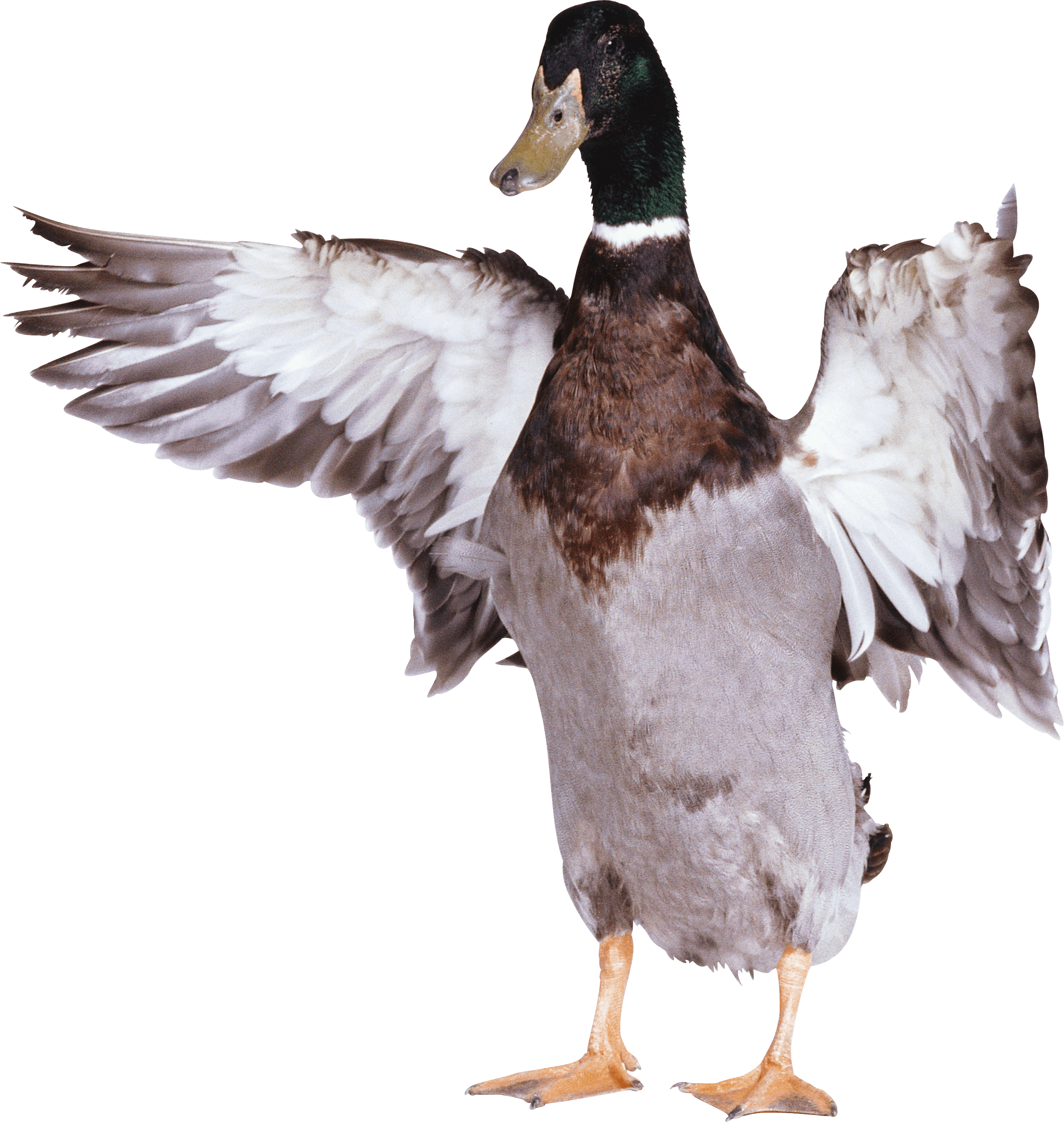Duck Transparent PNG Image