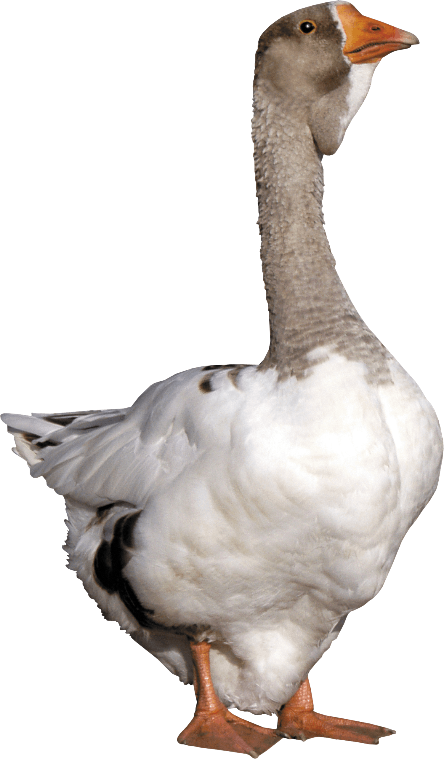 Goose Transparent PNG Image
