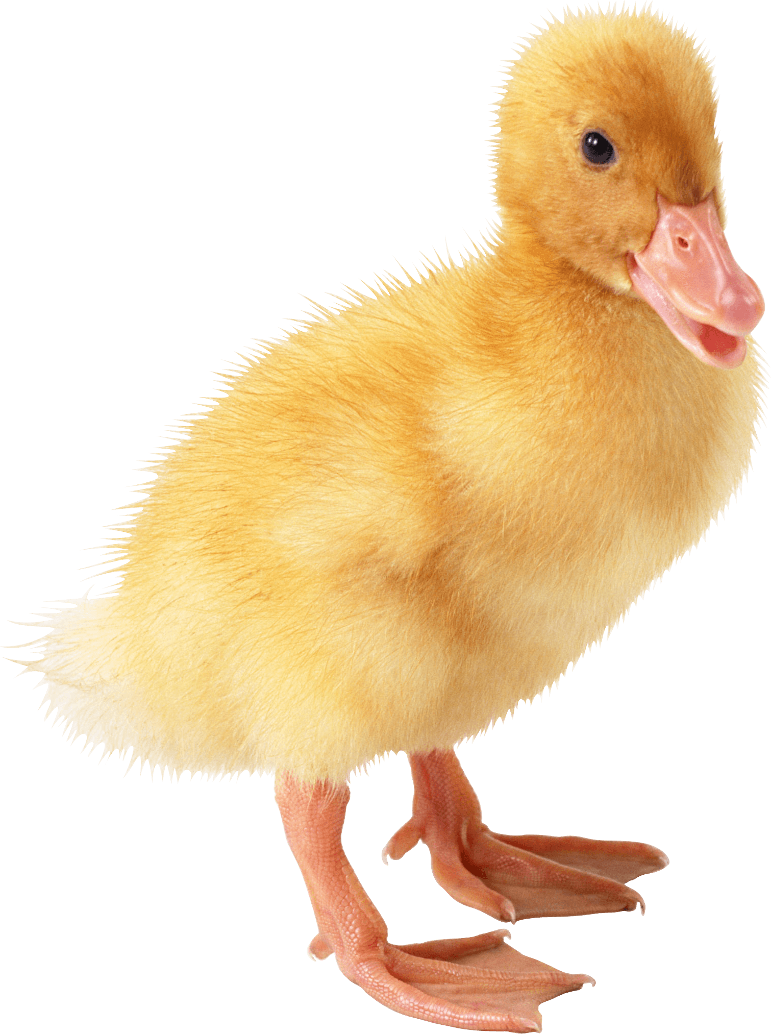 Little Duck Transparent PNG Image