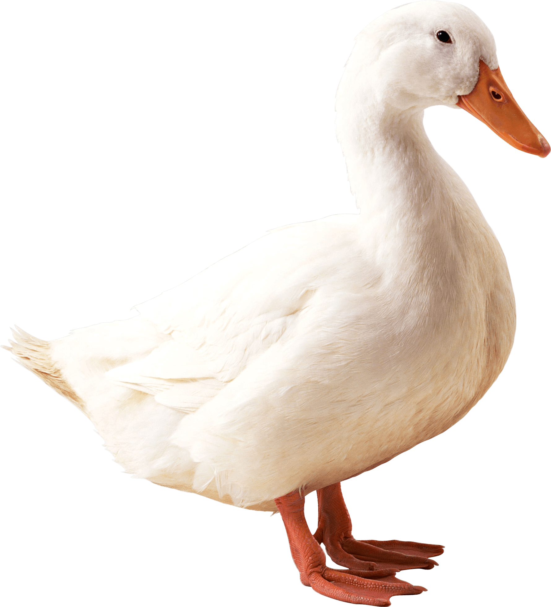 White Duck Transparent PNG Image