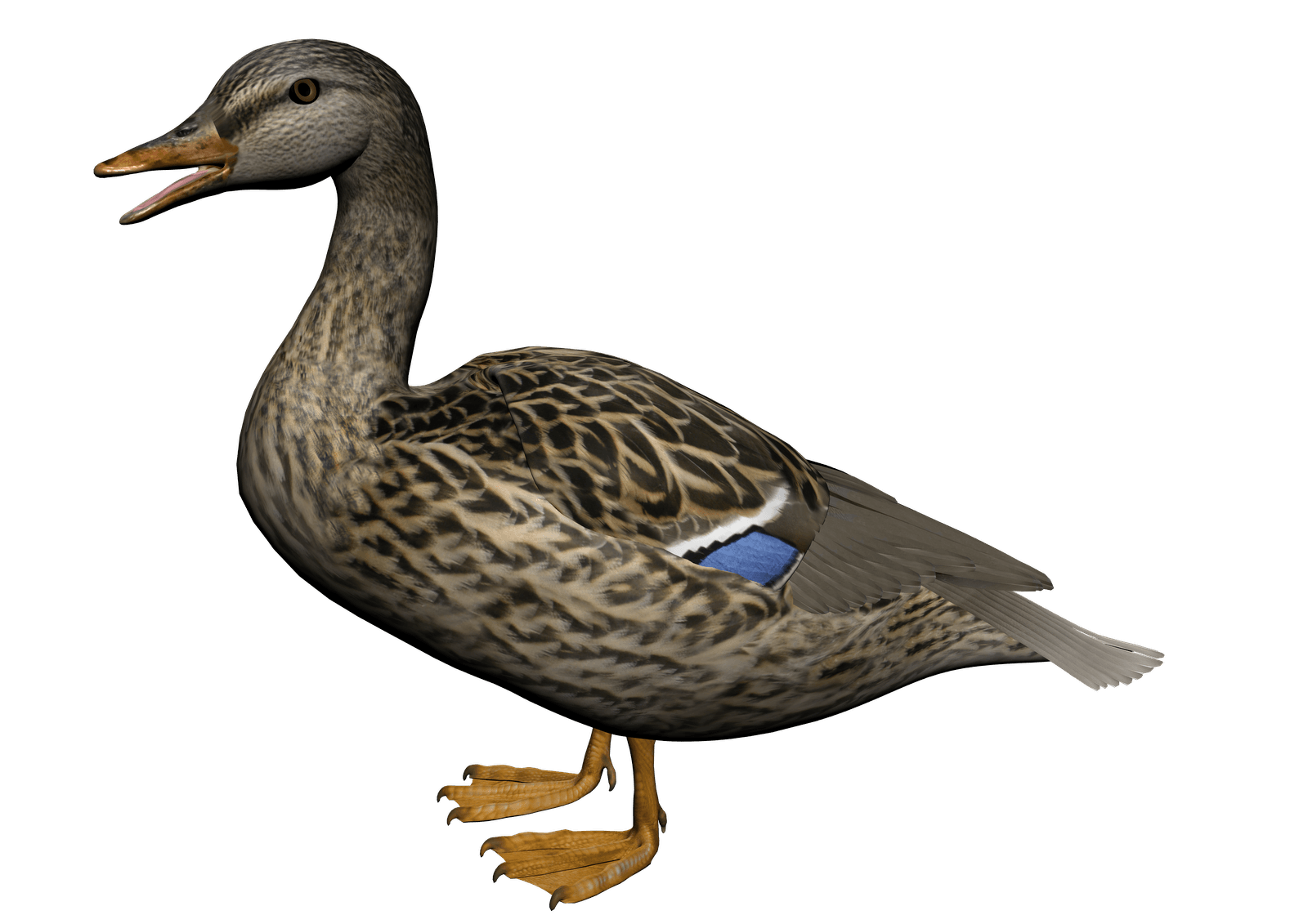 Duck Transparent PNG Image