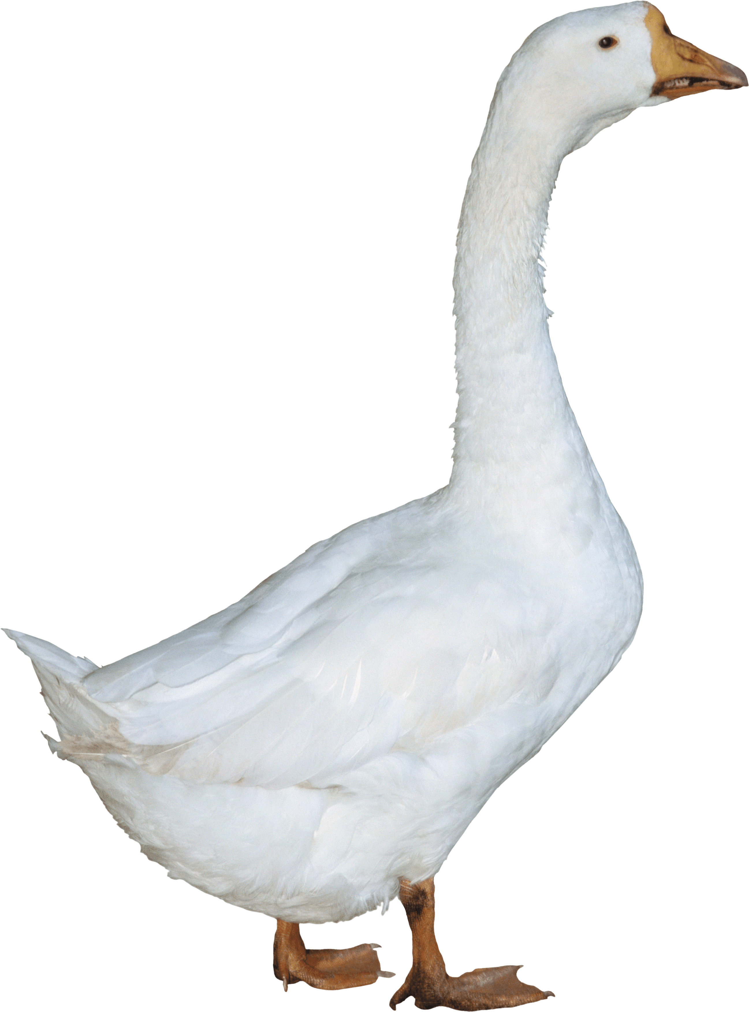Duck Transparent PNG Image