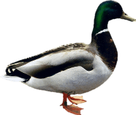 Duck Transparent PNG Image