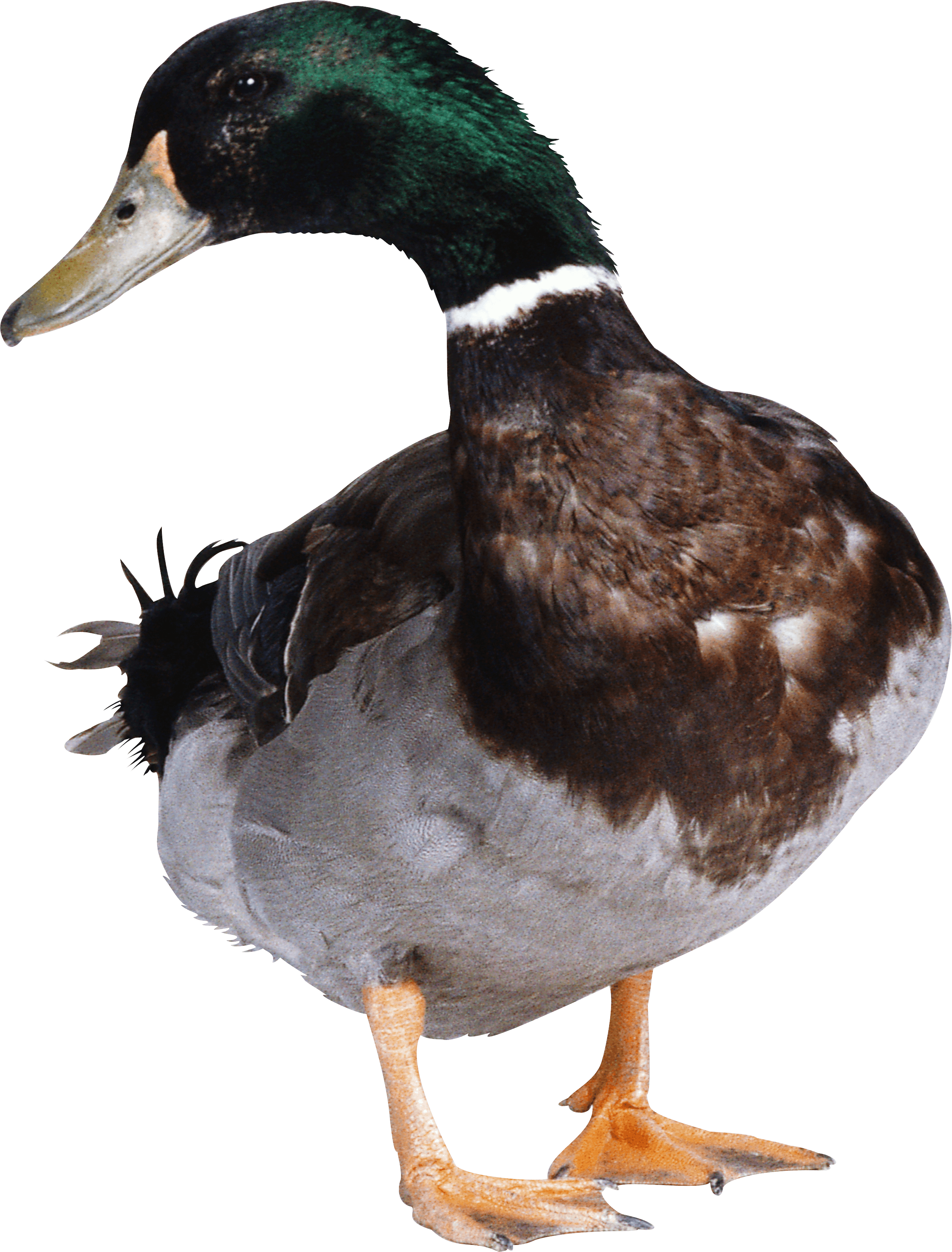 Duck Transparent PNG Image