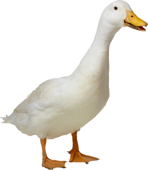 Duck 9 Transparent PNG Image
