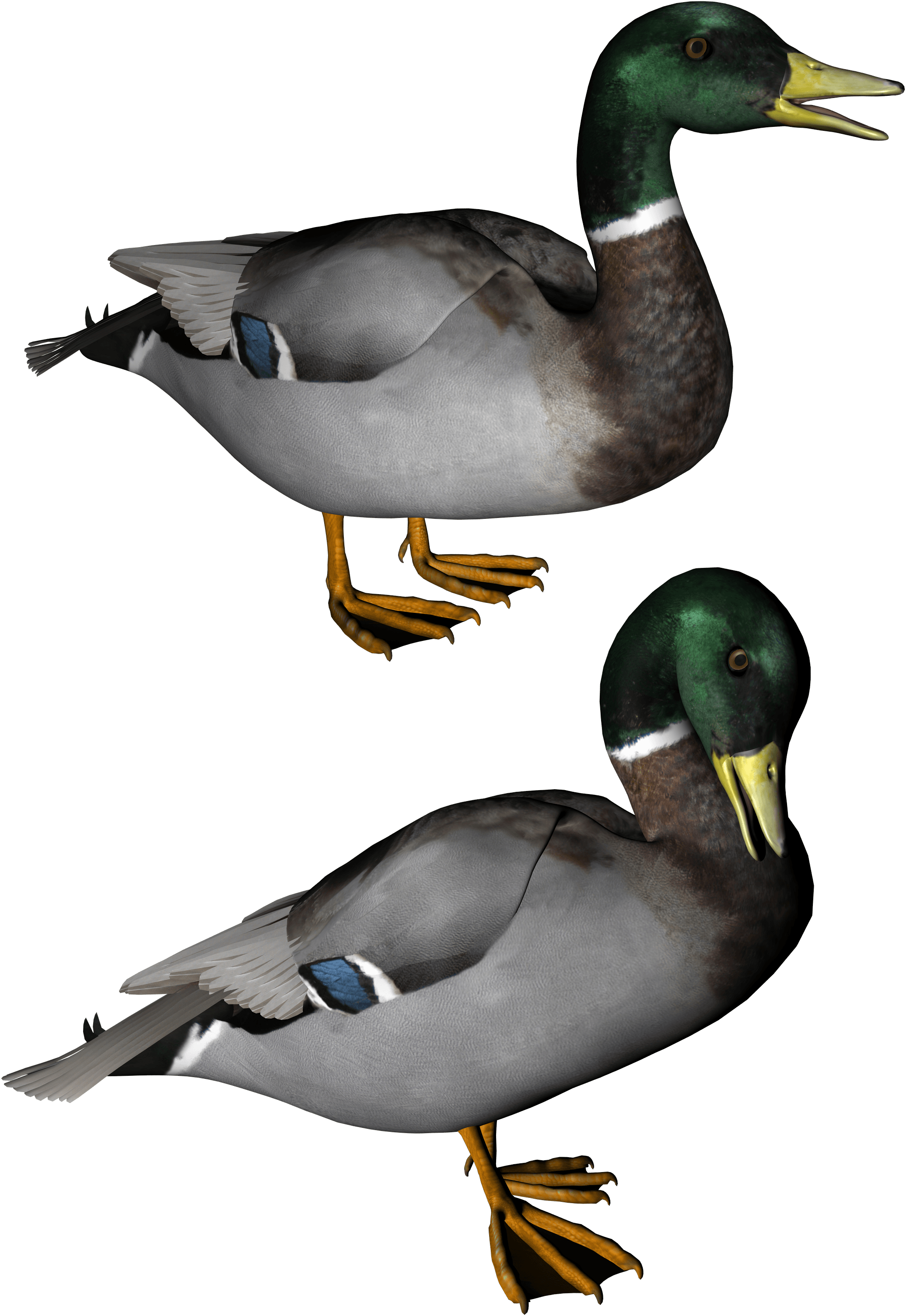 Duck Transparent PNG Image