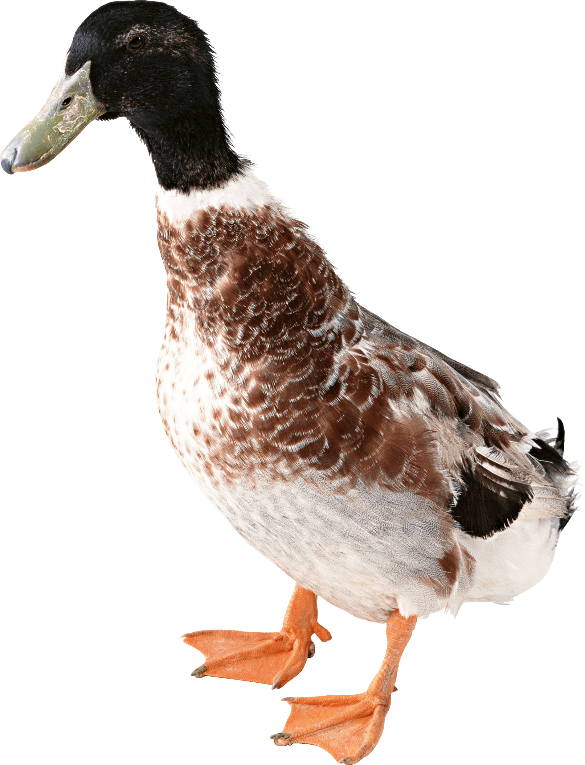 Duck Transparent PNG Image