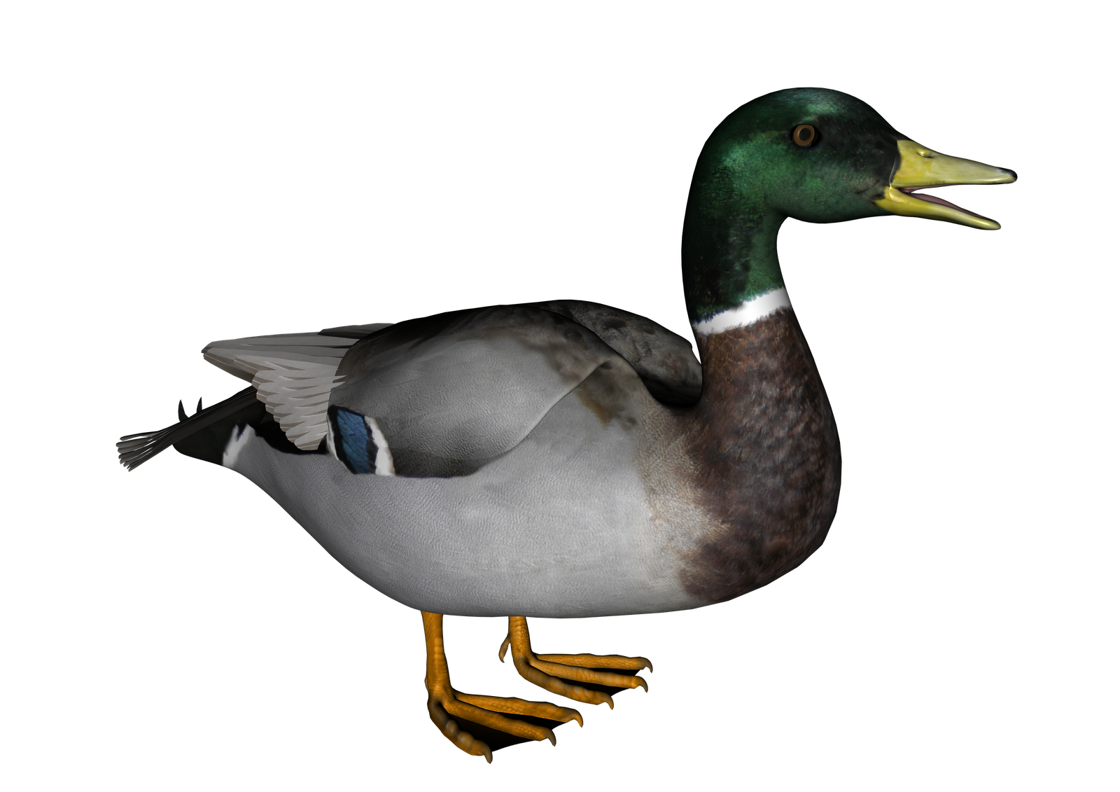 Duck Background Transparent PNG Image