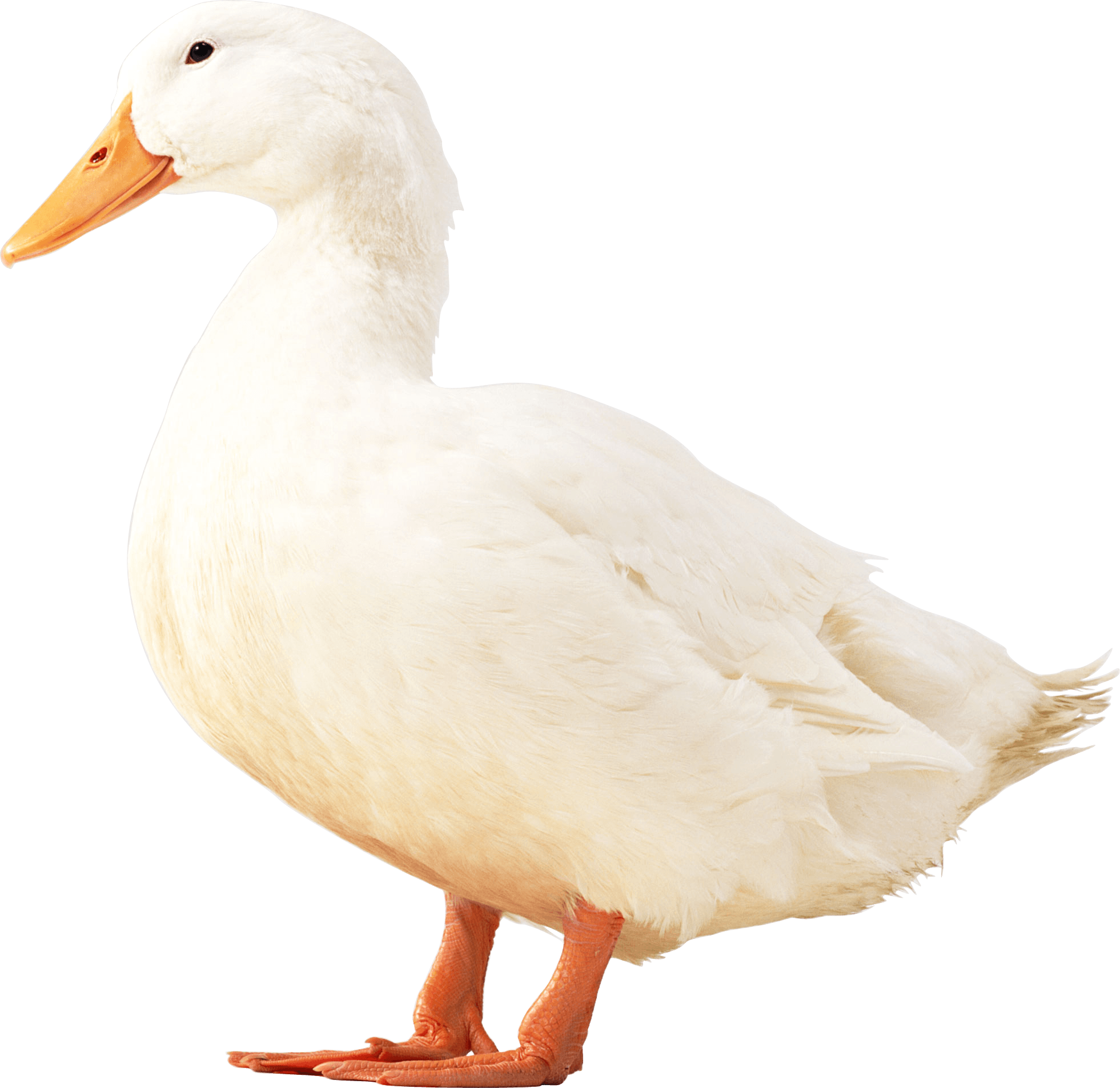 White Duck Transparent PNG Image