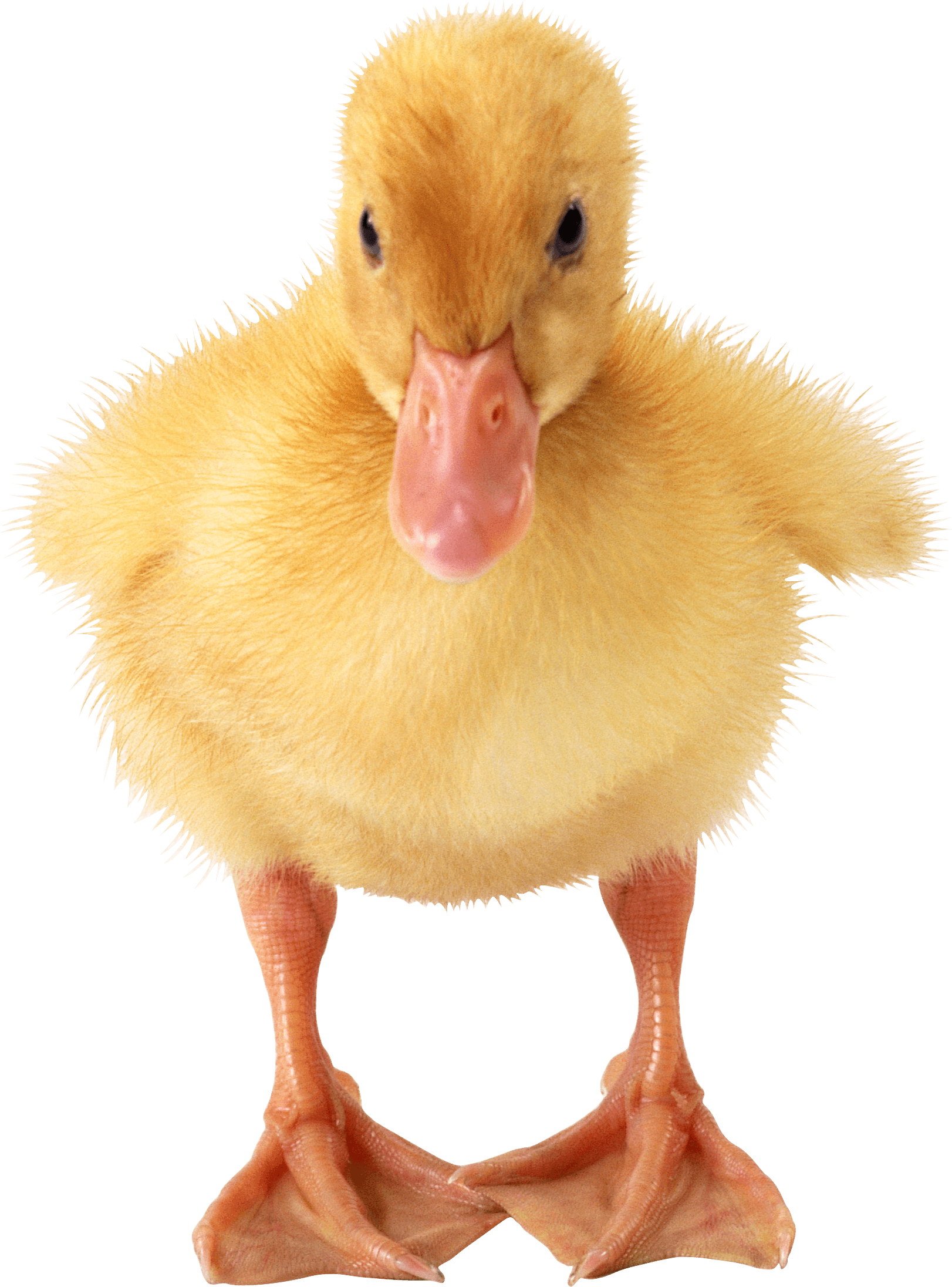 Little Duck Transparent PNG Image