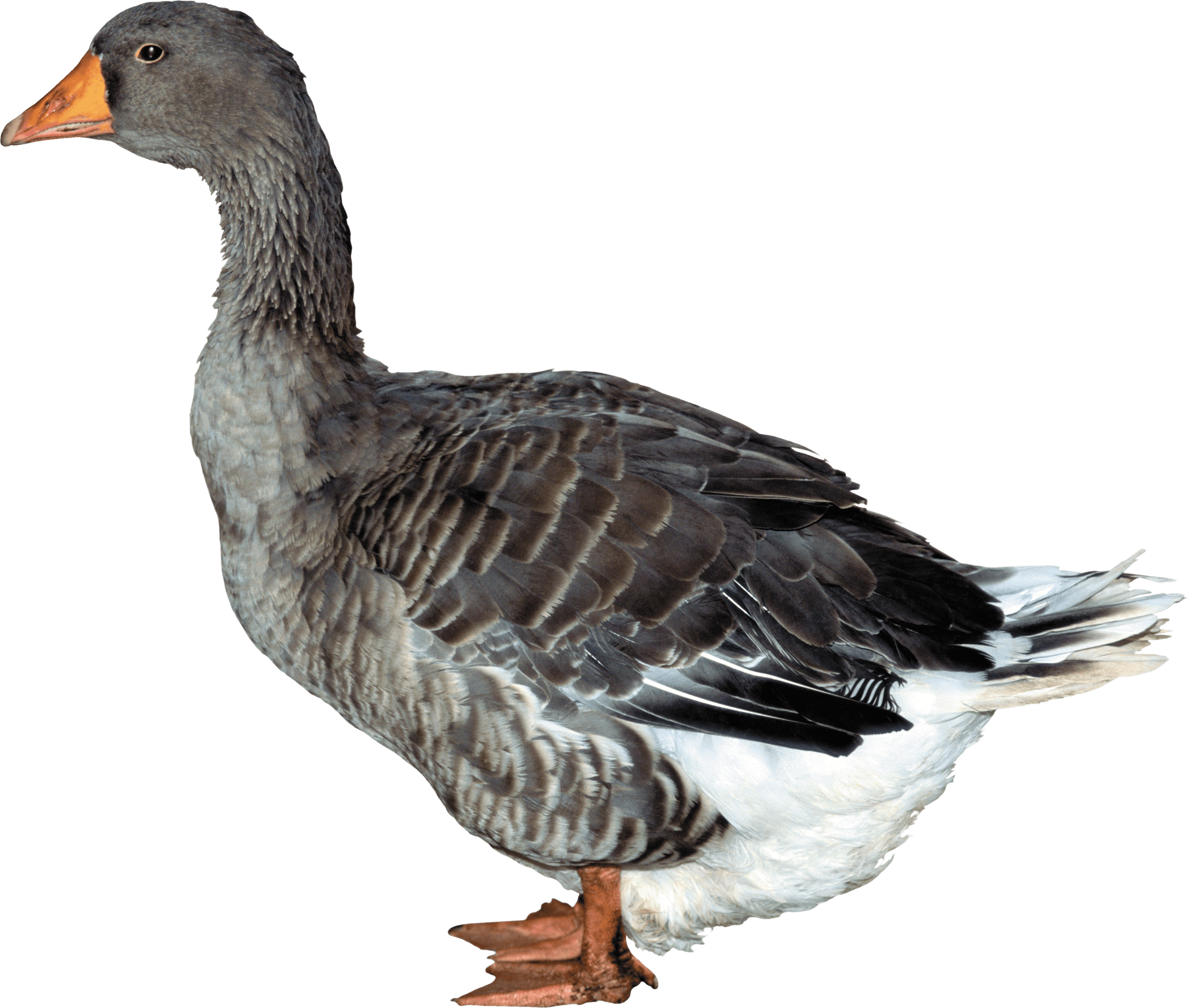 Duck Transparent PNG Image