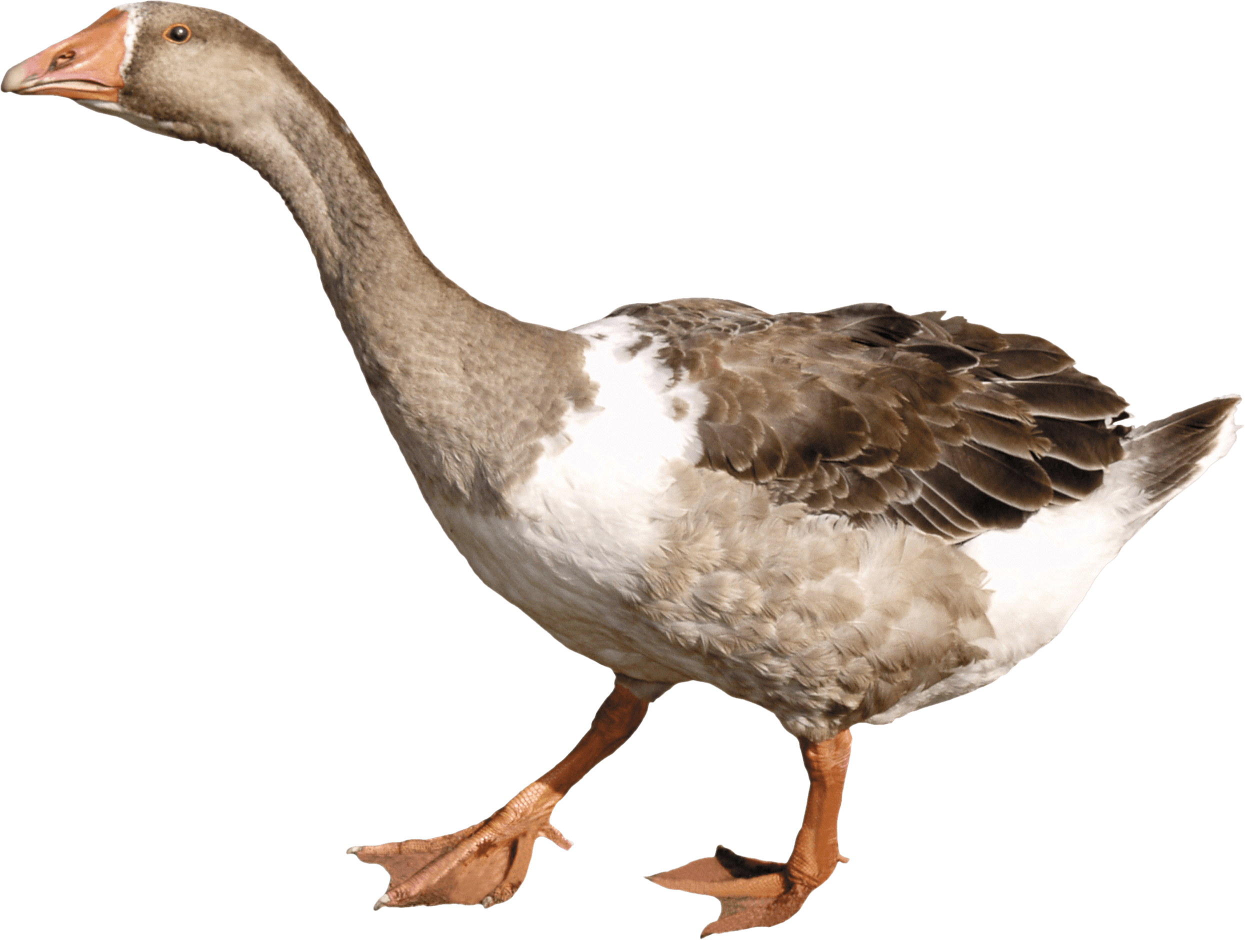Duck Transparent PNG Image