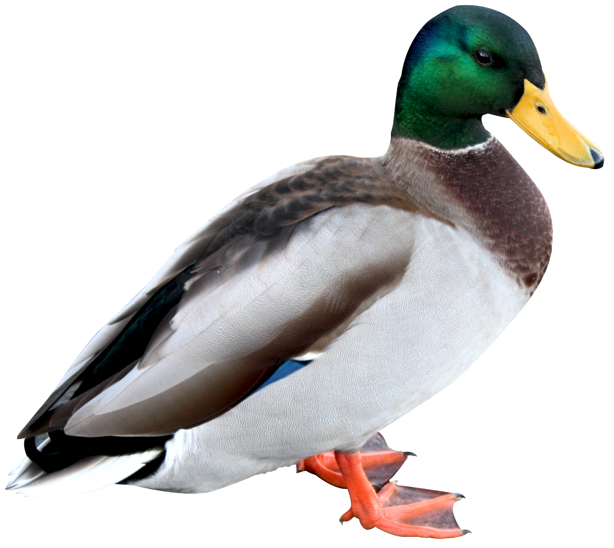 Duck Transparent PNG Image
