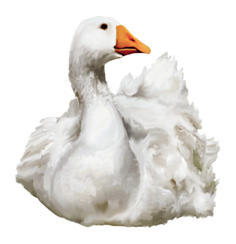 Duck Transparent PNG Image