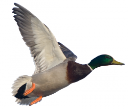 Duck Transparent PNG Image