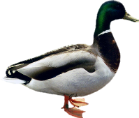 Duck Transparent PNG Image