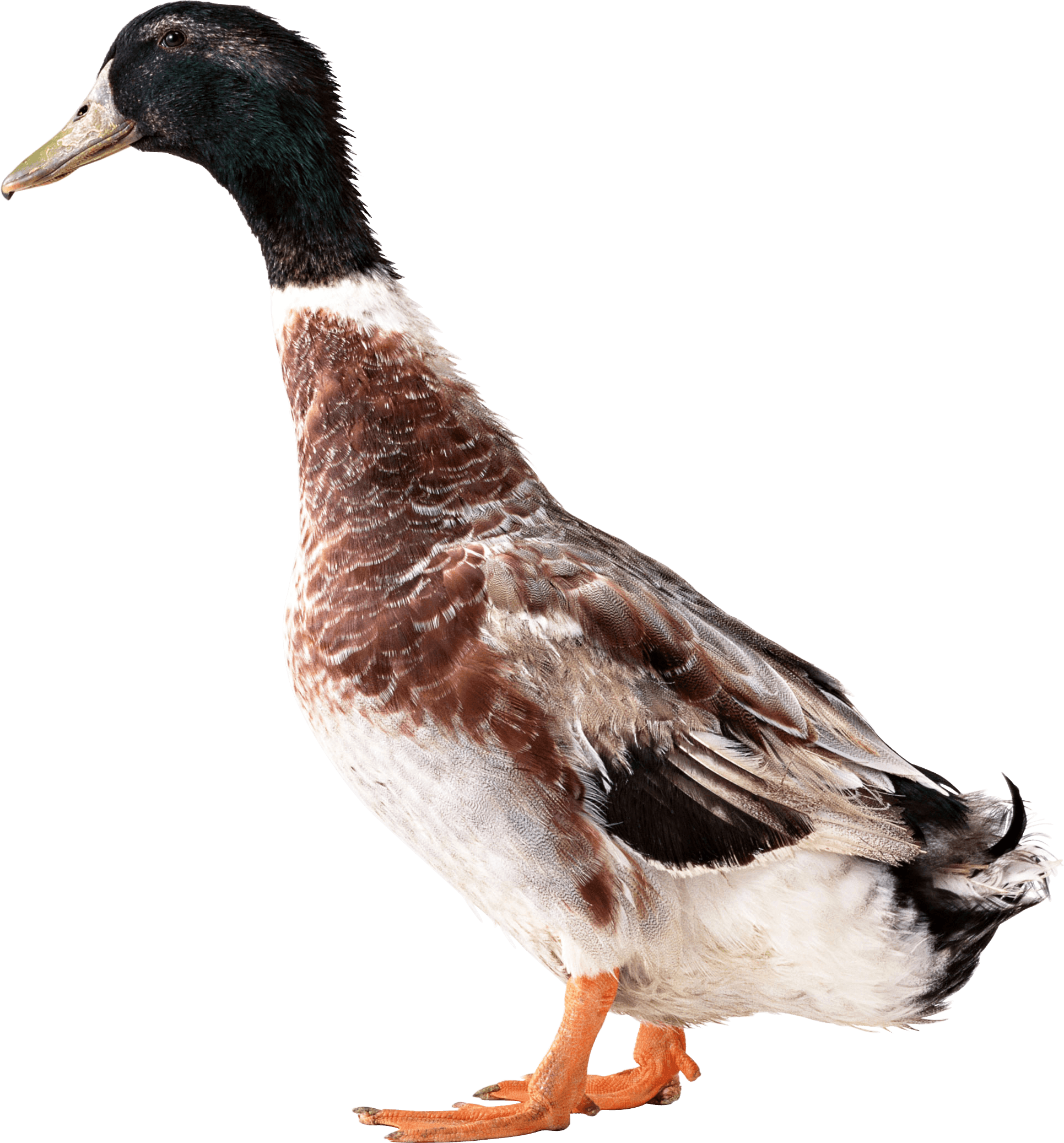 Duck Transparent PNG Image