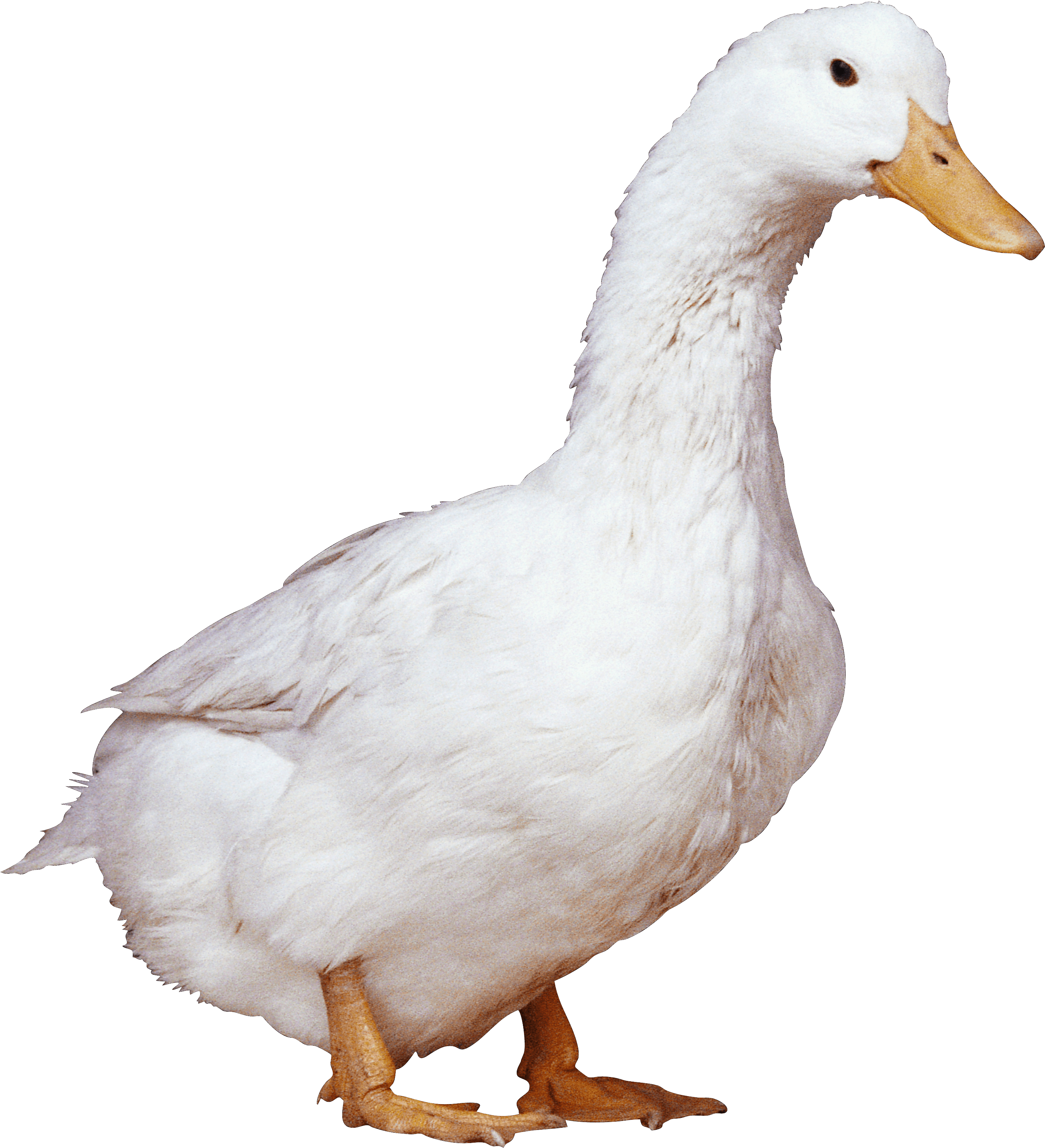 White Duck Transparent PNG Image
