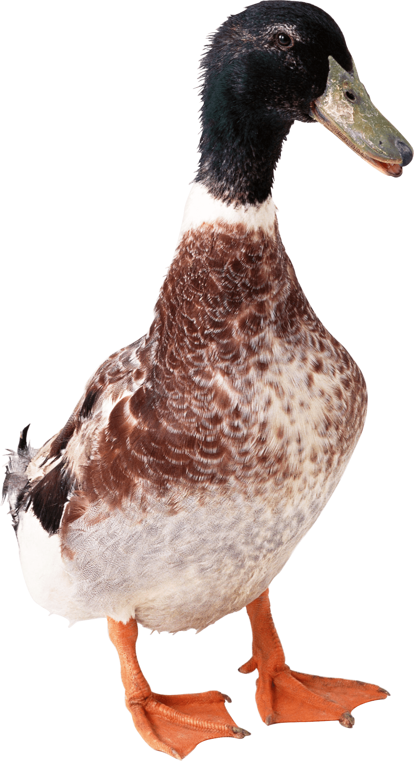 Duck Transparent PNG Image