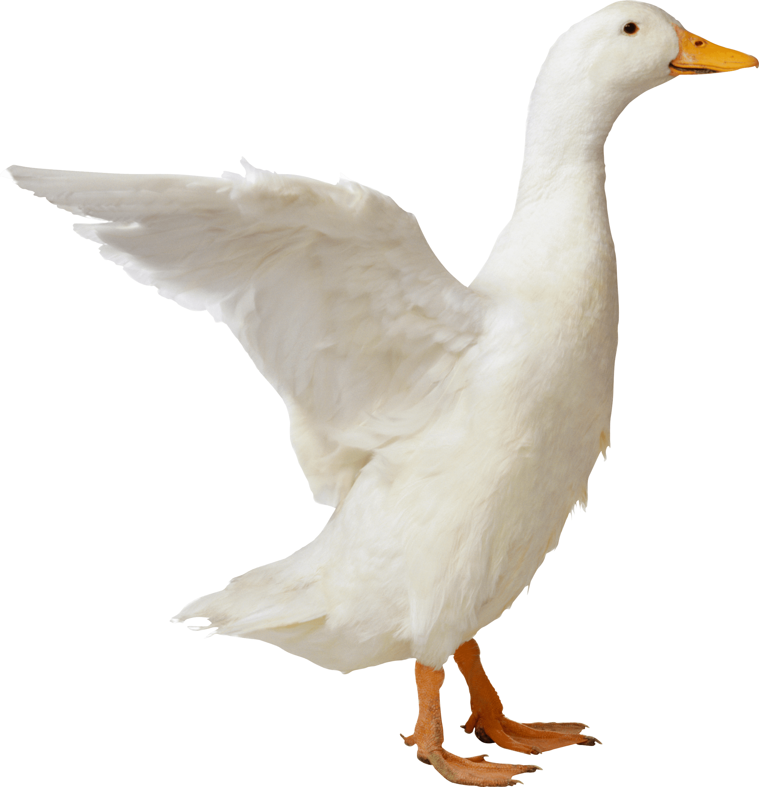 Duck Transparent PNG Image