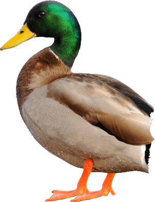 Duck Transparent PNG Image