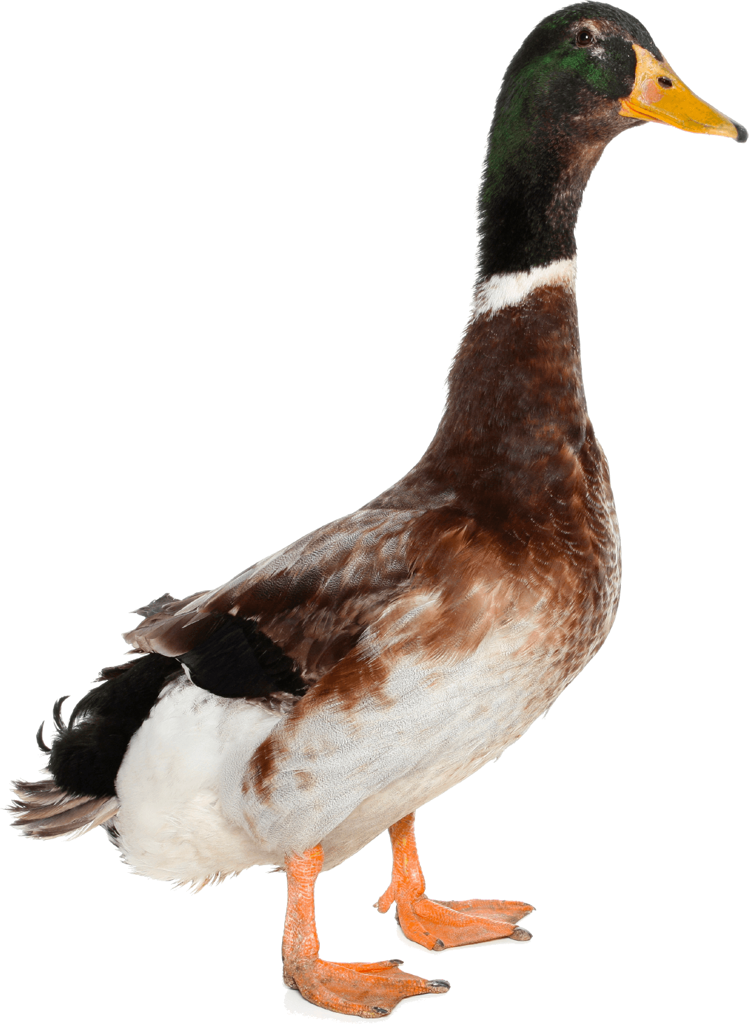 Duck Transparent PNG Image
