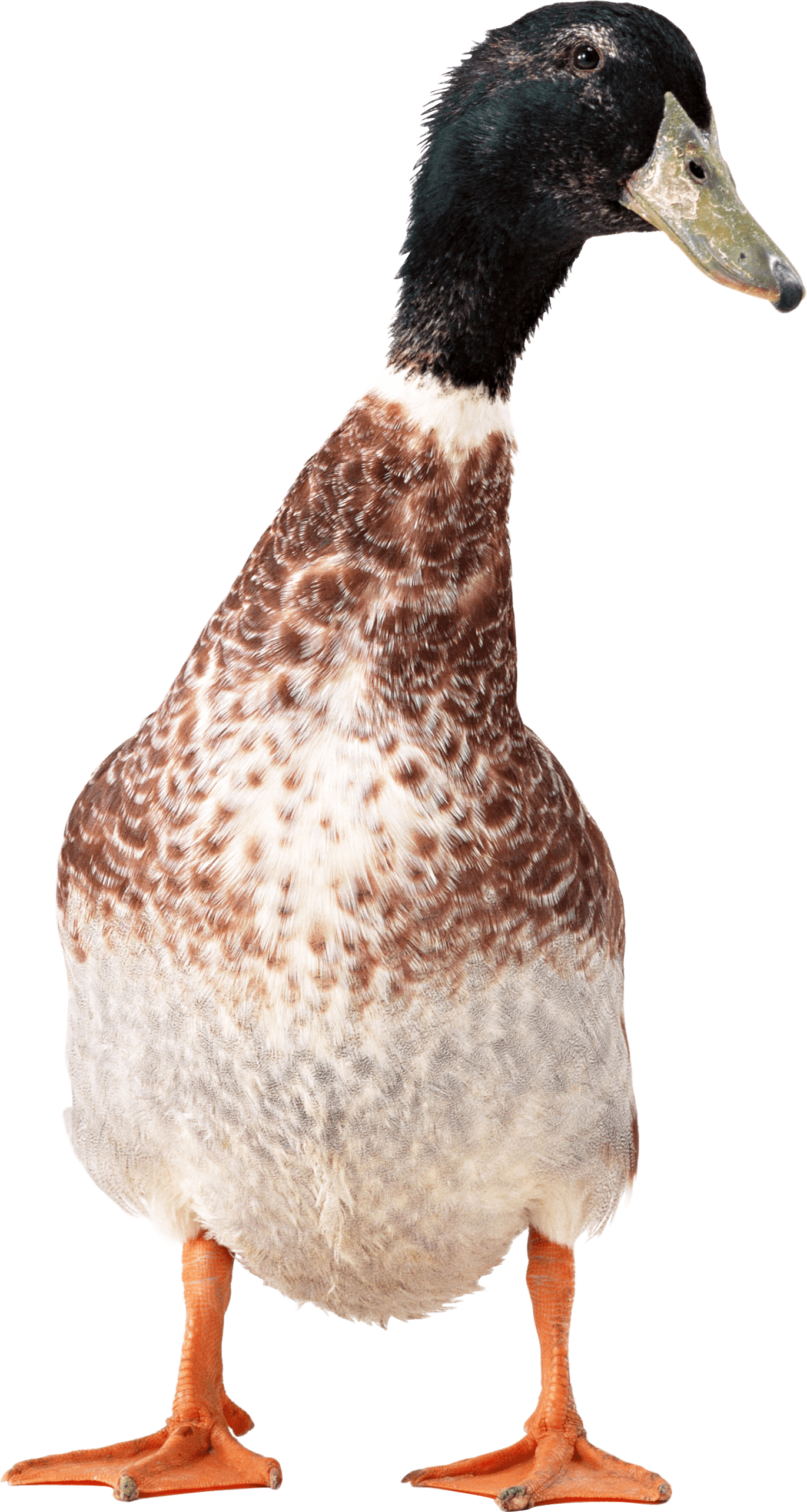 Duck Transparent PNG Image
