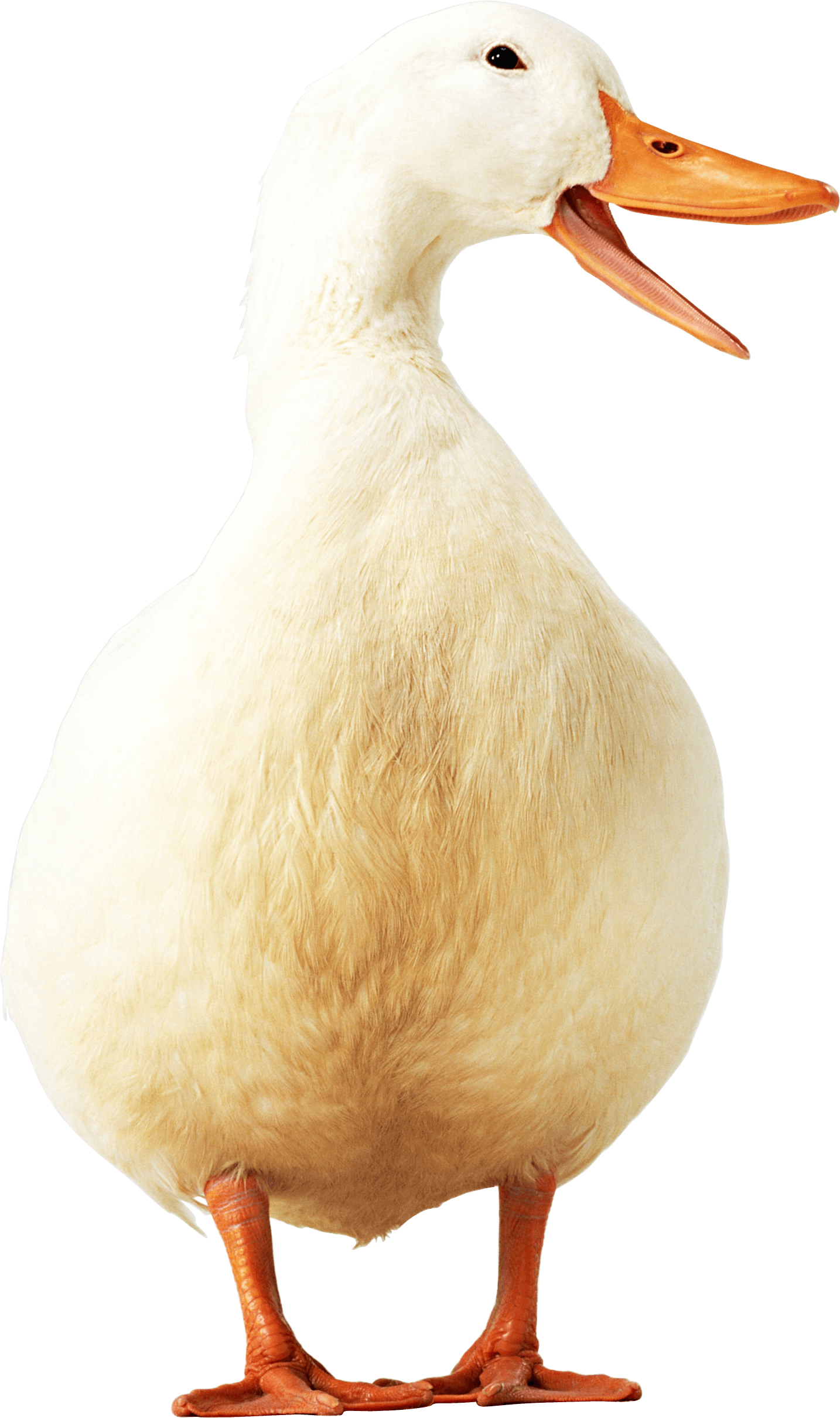 Duck Transparent PNG Image