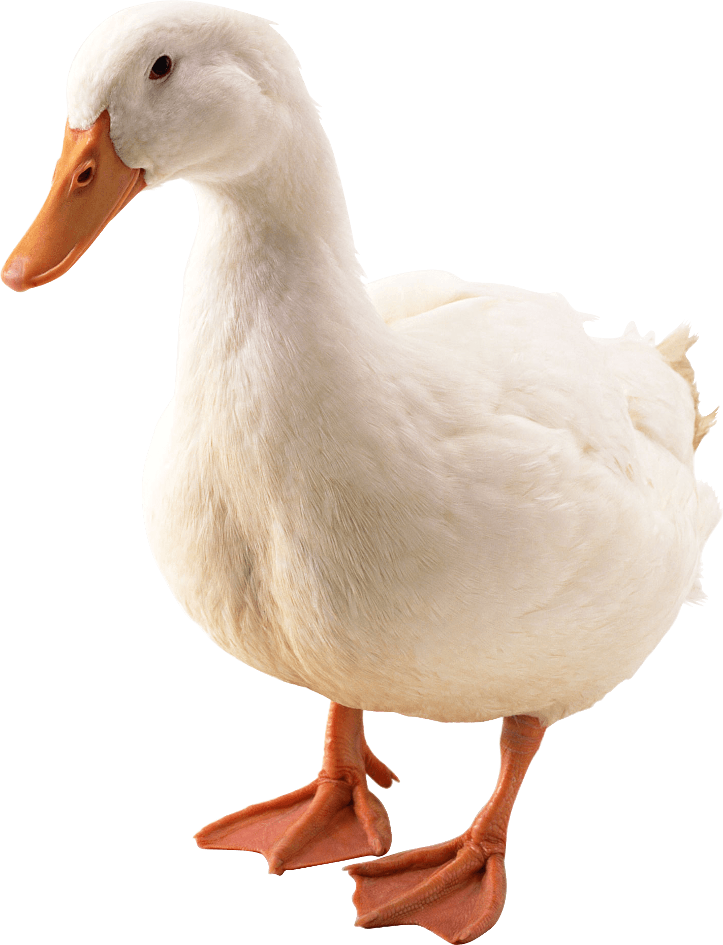 Duck Transparent PNG Image