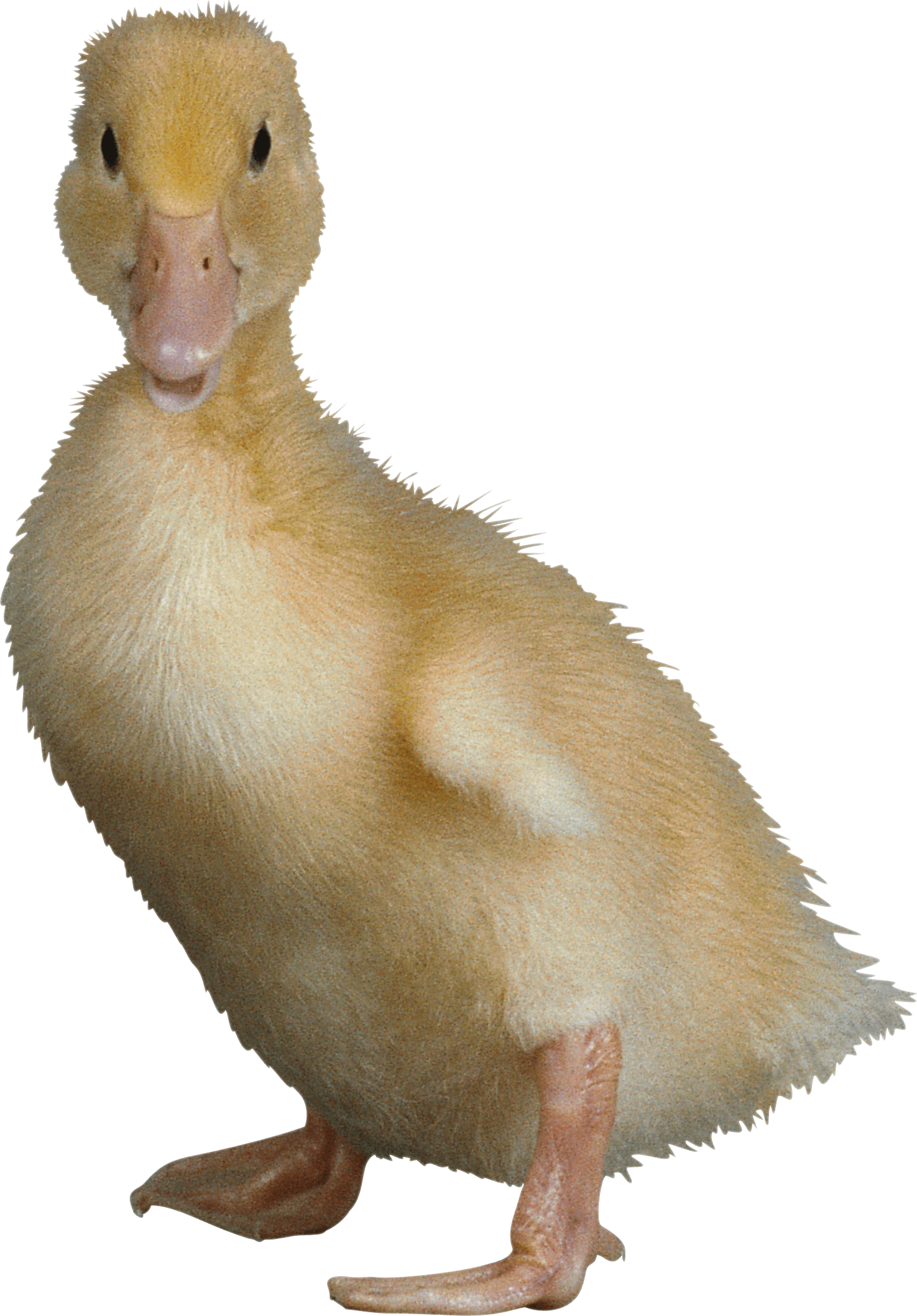 Duck Transparent PNG Image