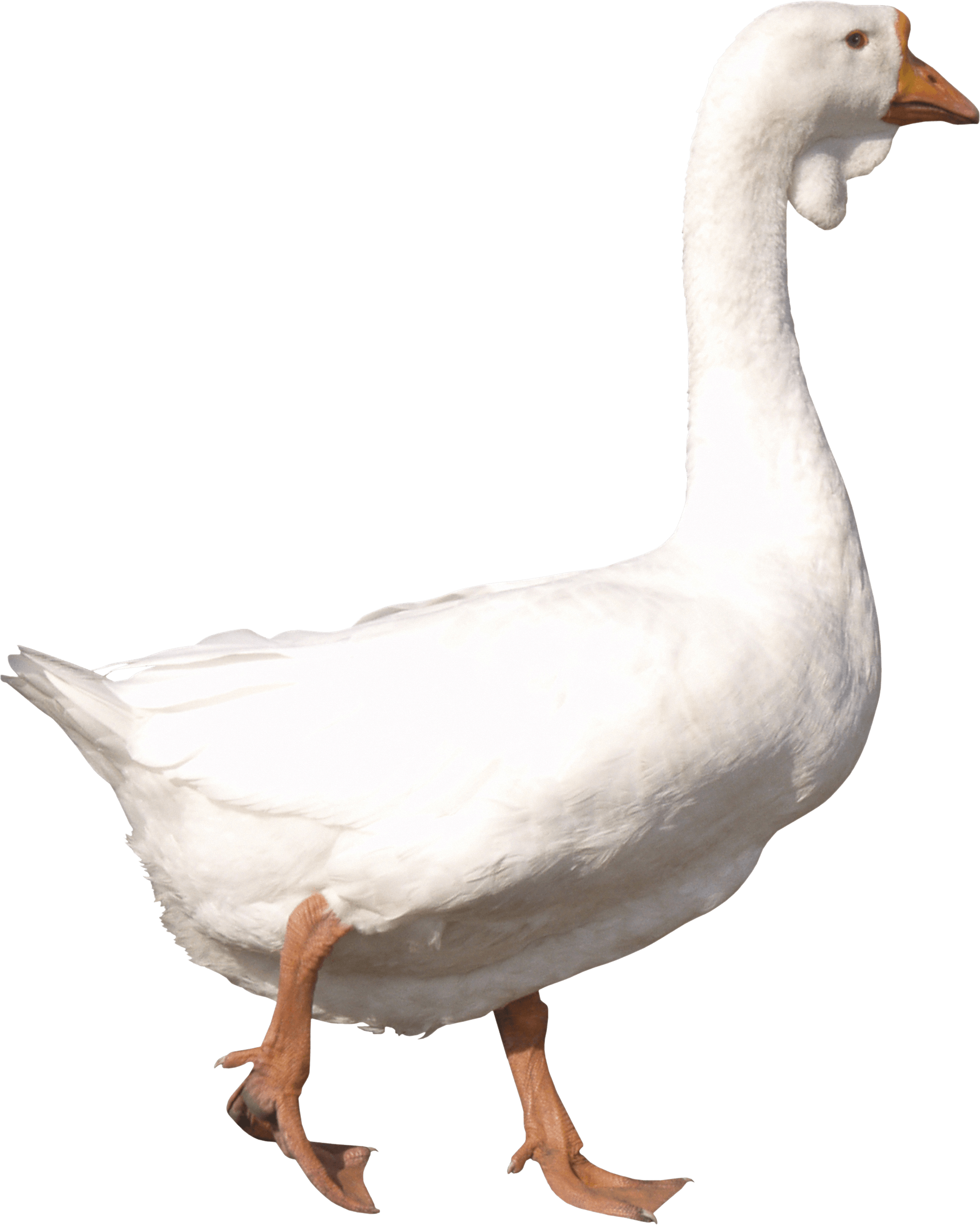 Goose Transparent PNG Image