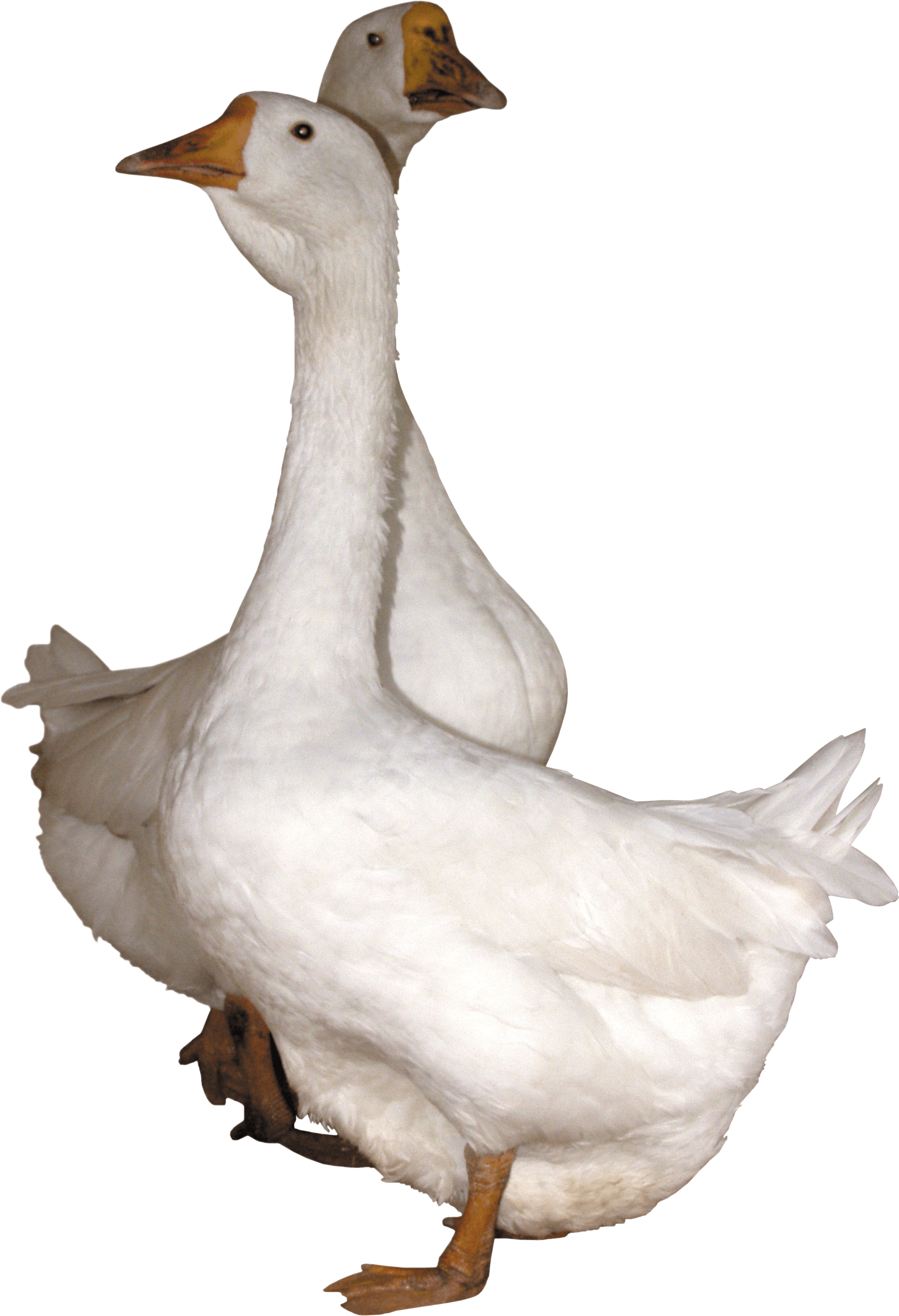 Goose Transparent PNG Image