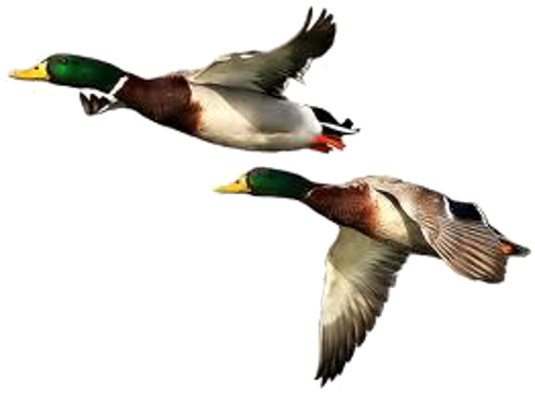 Duck Transparent PNG Image