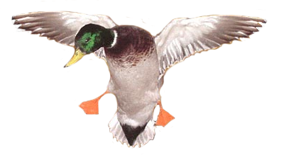 Duck Transparent PNG Image