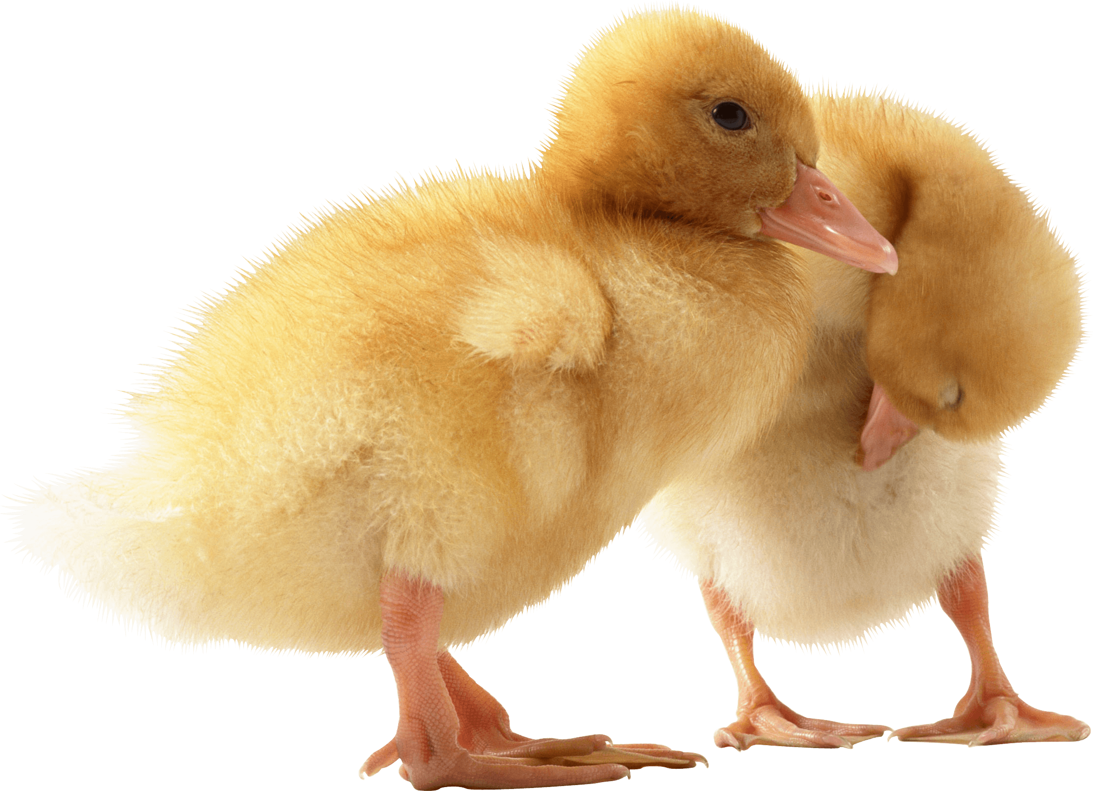 Duck Transparent PNG Image