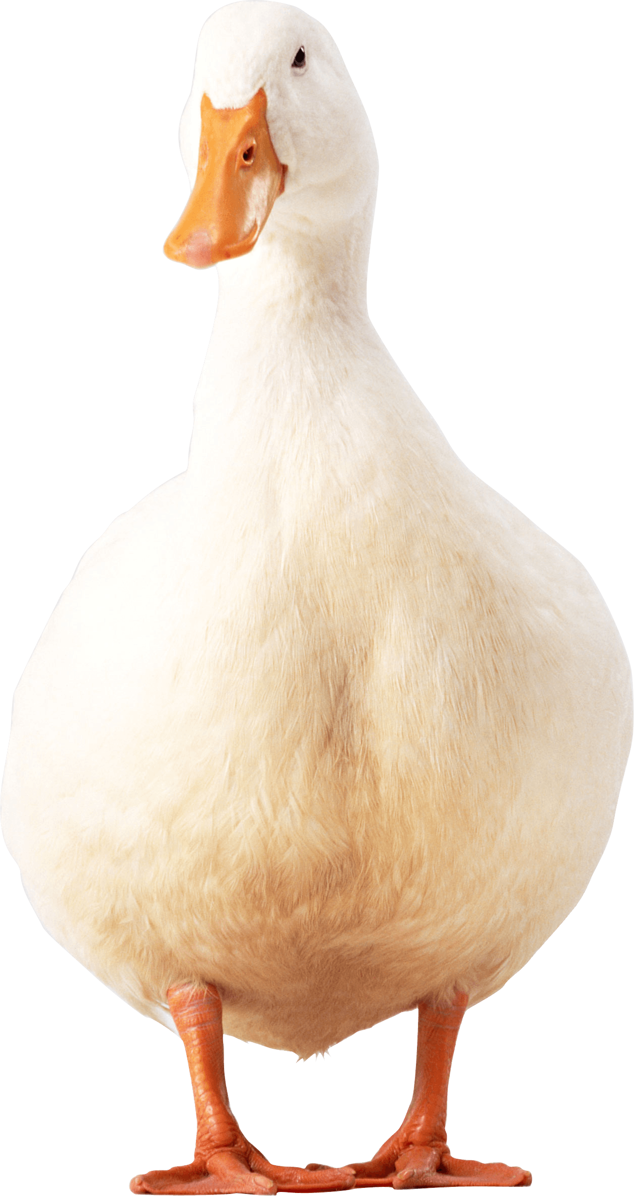 White Duck Transparent PNG Image