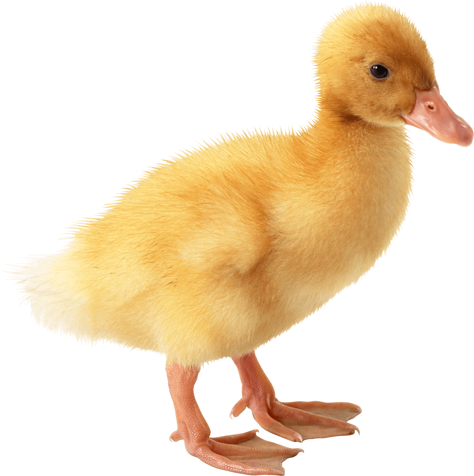 Little Yellow Duck Transparent PNG Image