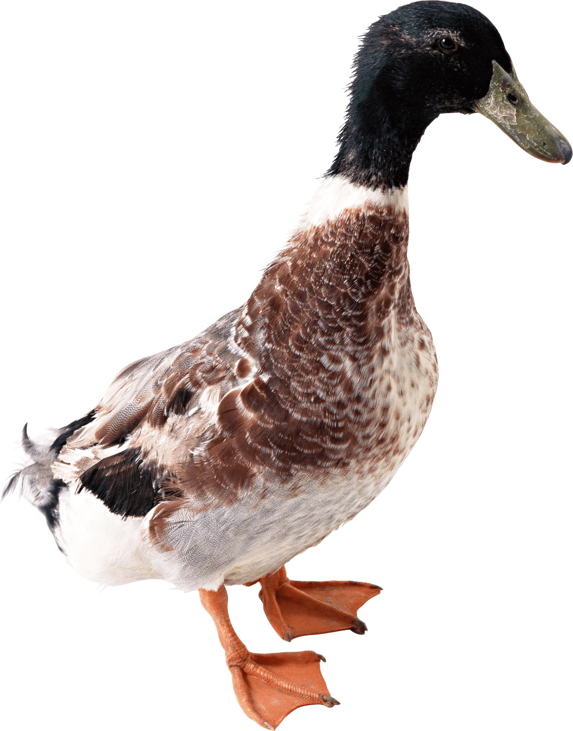 Duck Transparent PNG Image