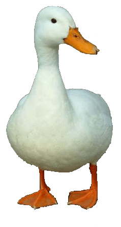 Duck 3 Transparent PNG Image