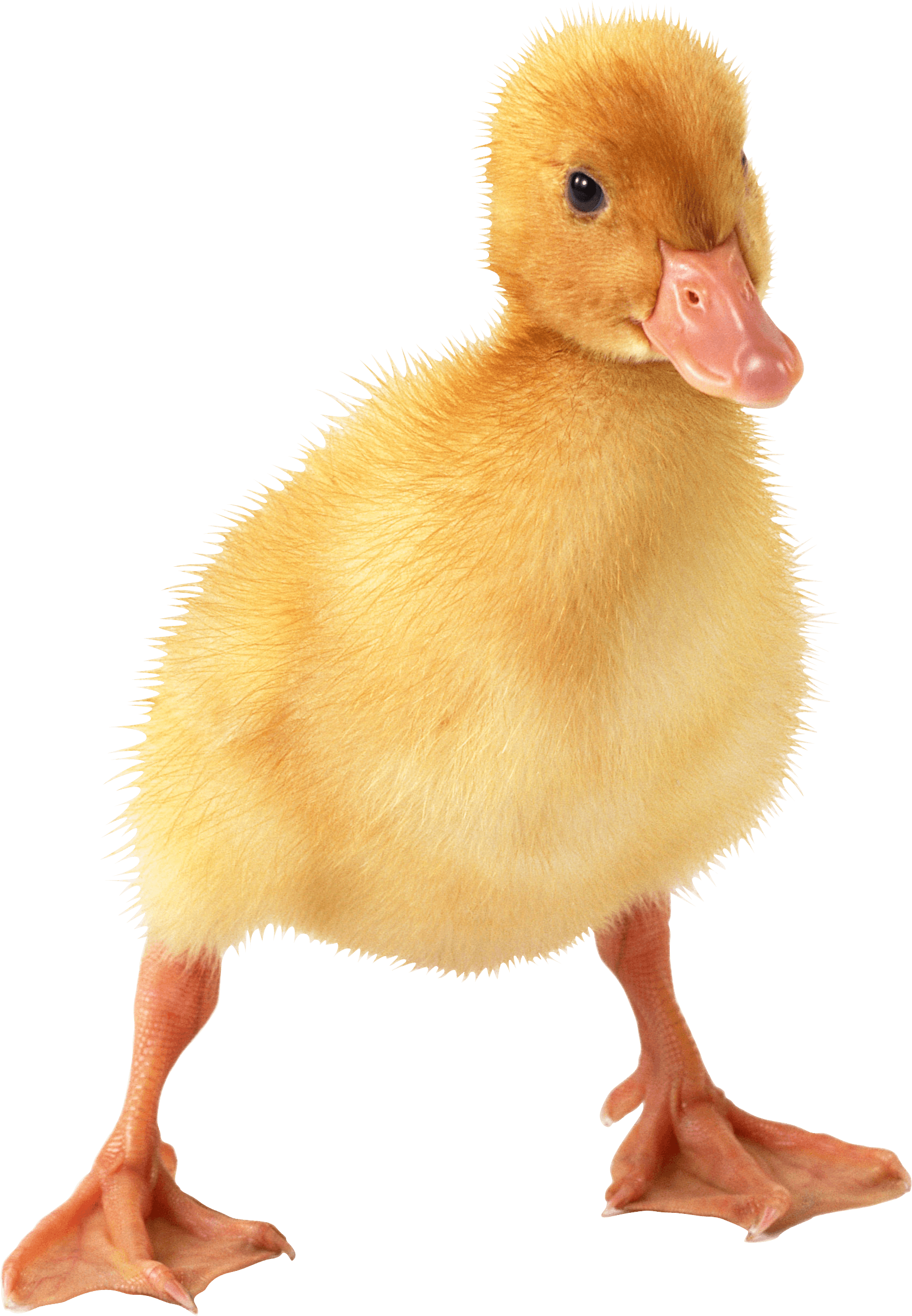 Little Duck Transparent PNG Image