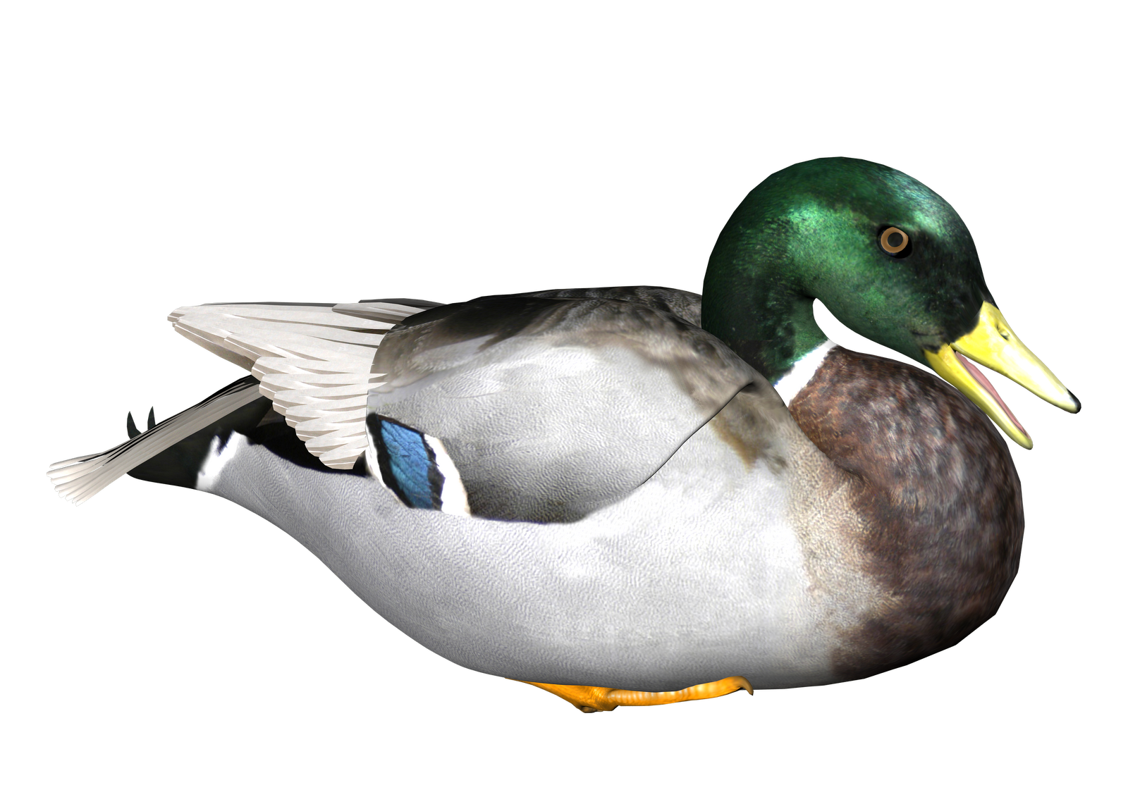 Duck Transparent PNG Image