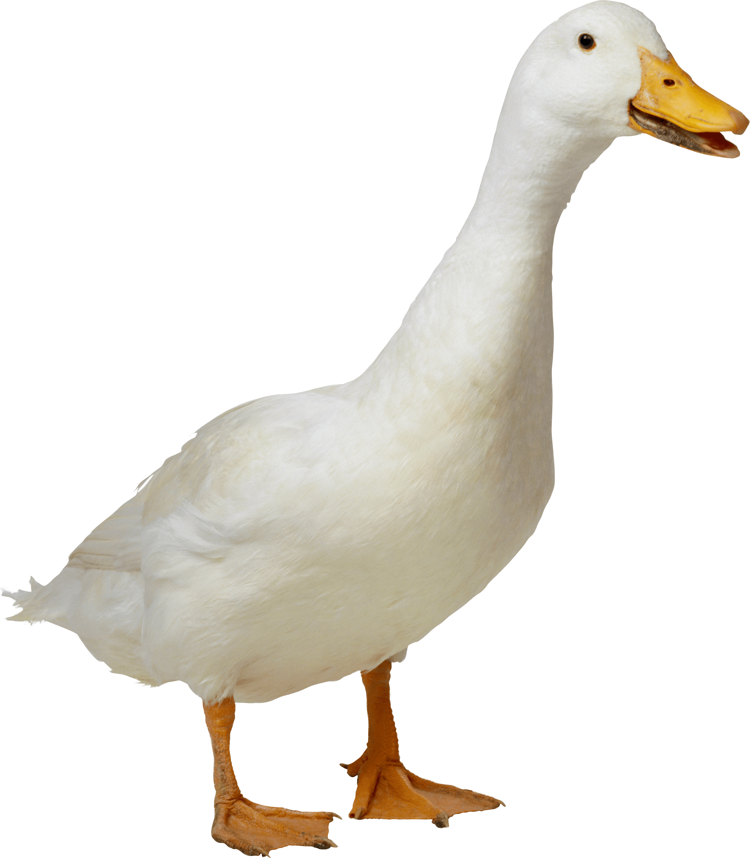 White Duck Transparent PNG Image
