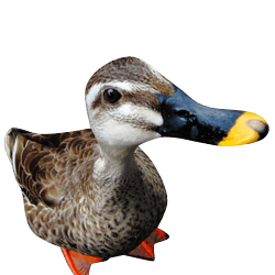 Duck Transparent PNG Image